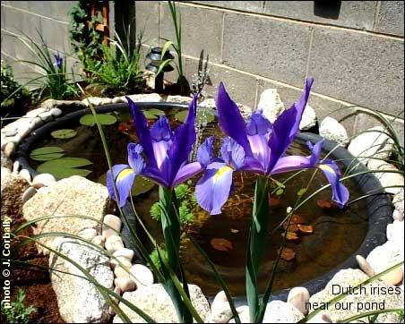 Dutch irises near our pond