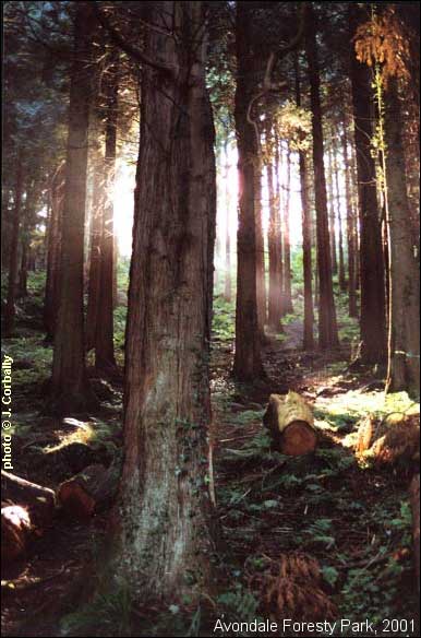 Avondale Forestry Park 2001