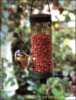 Blue tit on peanut feeder in our backyard