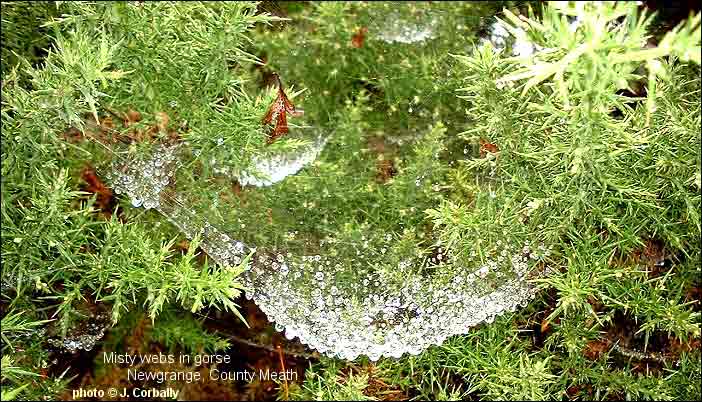 Mist covered spiderwebs in gorse thicket, Newgrange, County Meath 2000