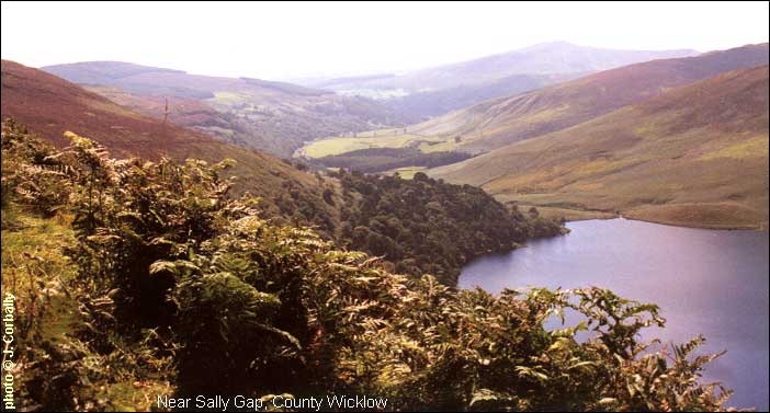 Near Sally Gap, County Wicklow 2001