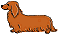 Mini dachshund